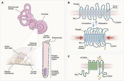 Congenital Hypothyroidism and the Deleterious Effects on Auditory Function and Language Skills: A Narrative Review